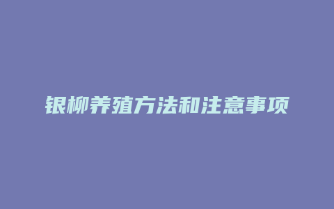 银柳养殖方法和注意事项