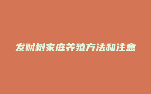 发财树家庭养殖方法和注意事项