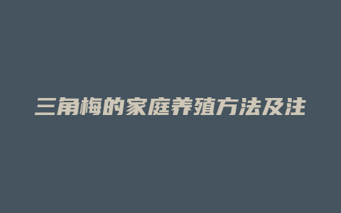 三角梅的家庭养殖方法及注意事项