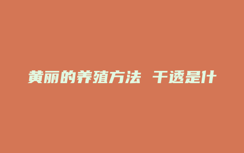 黄丽的养殖方法 干透是什么意思