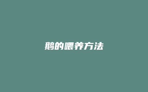 鹅的喂养方法