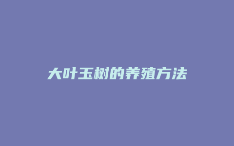 大叶玉树的养殖方法