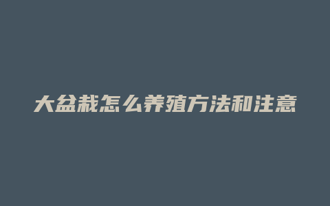 大盆栽怎么养殖方法和注意事项