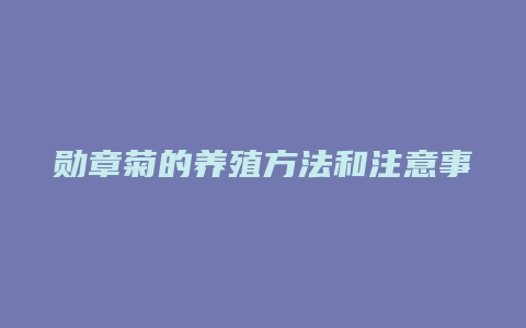 勋章菊的养殖方法和注意事项