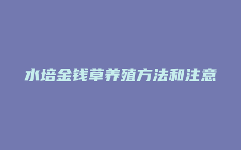 水培金钱草养殖方法和注意事项