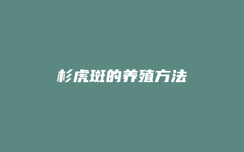 杉虎斑的养殖方法