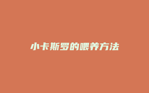 小卡斯罗的喂养方法