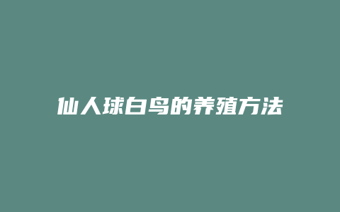 仙人球白鸟的养殖方法