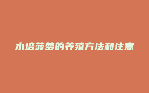 水培菠萝的养殖方法和注意事项