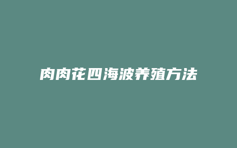 肉肉花四海波养殖方法