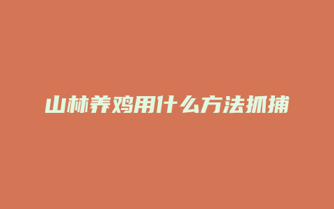 山林养鸡用什么方法抓捕