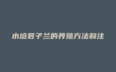 水培君子兰的养殖方法和注意事项