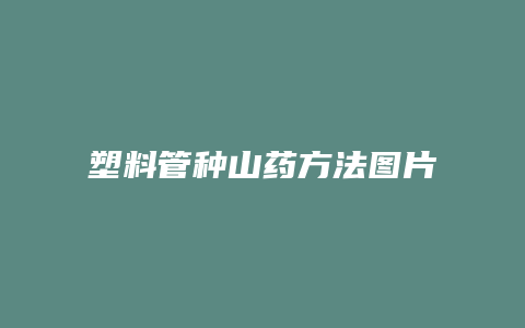 塑料管种山药方法图片