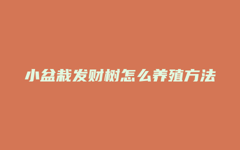 小盆栽发财树怎么养殖方法