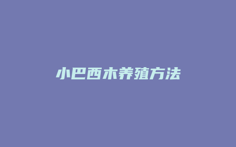 小巴西木养殖方法