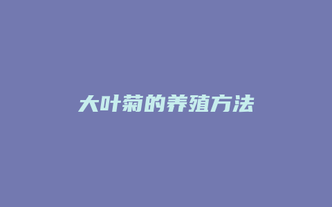 大叶菊的养殖方法