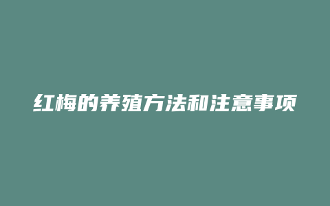 红梅的养殖方法和注意事项