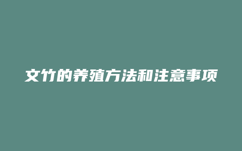 文竹的养殖方法和注意事项大全