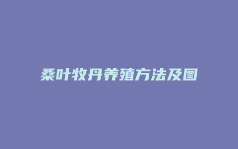 桑叶牧丹养殖方法及图