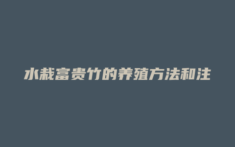 水栽富贵竹的养殖方法和注意事项