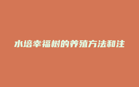 水培幸福树的养殖方法和注意事项