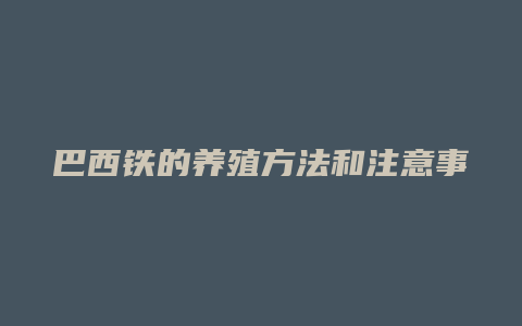 巴西铁的养殖方法和注意事项