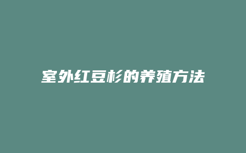 室外红豆杉的养殖方法