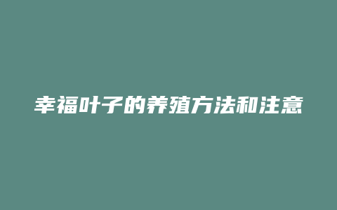 幸福叶子的养殖方法和注意事项