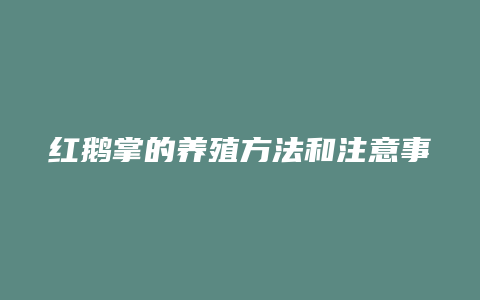 红鹅掌的养殖方法和注意事项