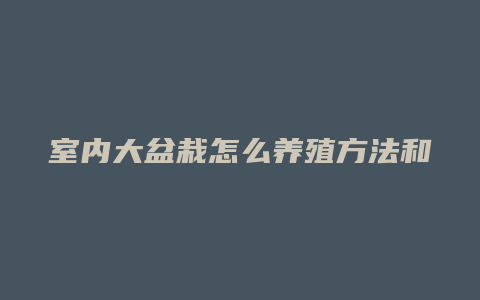 室内大盆栽怎么养殖方法和注意事项