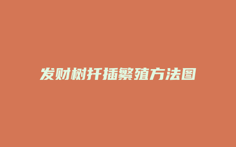 发财树扦插繁殖方法图