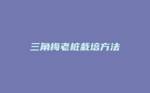 三角梅老桩栽培方法