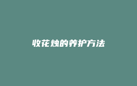 收花烛的养护方法