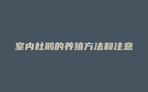 室内杜鹃的养殖方法和注意事项