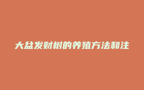 大盆发财树的养殖方法和注意事项