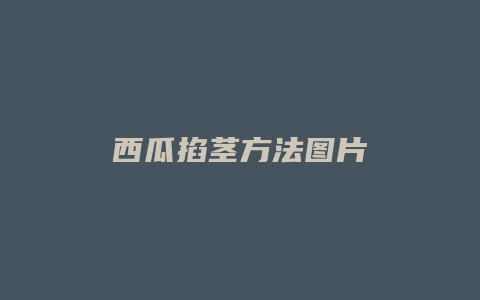 西瓜掐茎方法图片