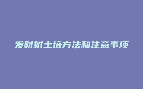 发财树土培方法和注意事项