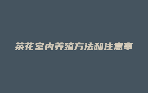 茶花室内养殖方法和注意事项