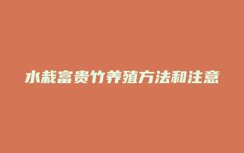 水栽富贵竹养殖方法和注意事项