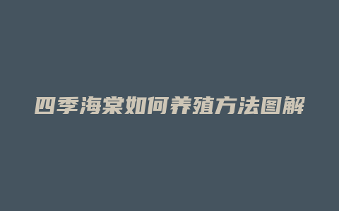 四季海棠如何养殖方法图解