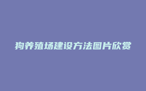 狗养殖场建设方法图片欣赏