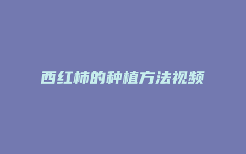 西红柿的种植方法视频