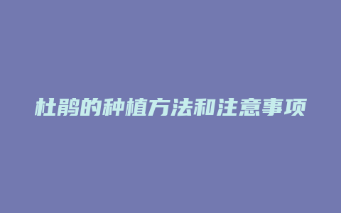 杜鹃的种植方法和注意事项