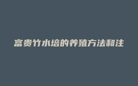 富贵竹水培的养殖方法和注意事项