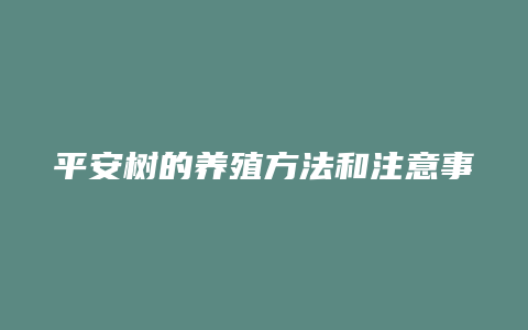 平安树的养殖方法和注意事项大全