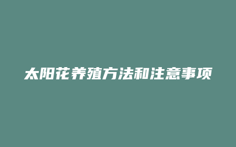 太阳花养殖方法和注意事项