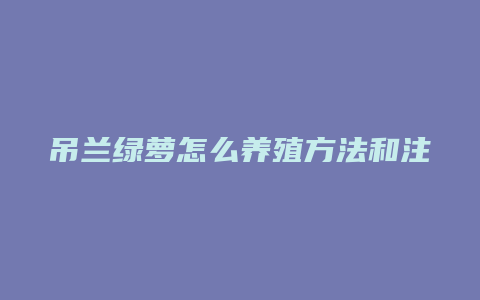 吊兰绿萝怎么养殖方法和注意事项