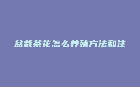 盆栽茶花怎么养殖方法和注意事项