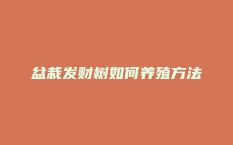 盆栽发财树如何养殖方法