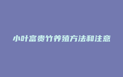 小叶富贵竹养殖方法和注意事项